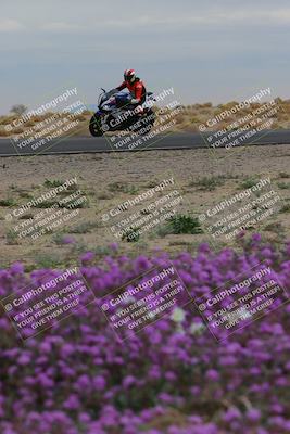 media/Jan-14-2023-SoCal Trackdays (Sat) [[497694156f]]/Turn 14 Exit Bloomig (145pm)/